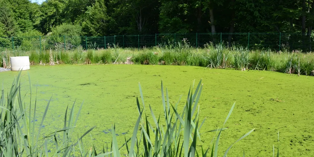 Lagune de traitement secondaire sur la station d'Hargnies, en 2022.